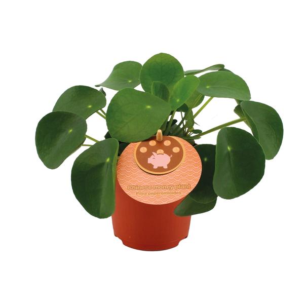 Pilea Peperomioides – Ø11cm – ↕15cm