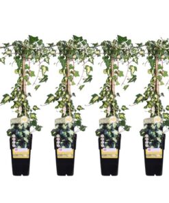 4x – Hedera colchica ‚Dentata Variegata‘ – ↨65cm – Ø15