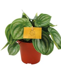 Peperomia Argyreia – Ø12cm – ↕20cm