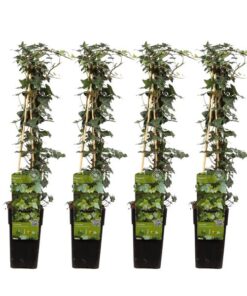 4x – Hedera helix – ↨65cm – Ø15