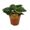 Peperomia Red Canyon – Ø12cm – ↕20cm