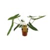 Philodendron Billetiae – Ø15cm – ↕50cm