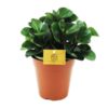 Peperomia Burning Bush – Ø15cm – ↕25cm