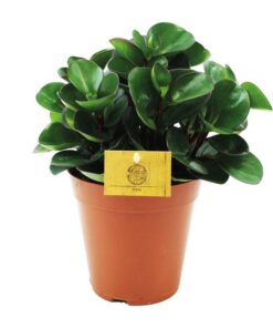 Peperomia Burning Bush – Ø15cm – ↕25cm