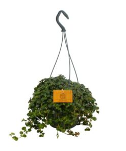 Pilea Depressa – Ø15cm – ↕25cm