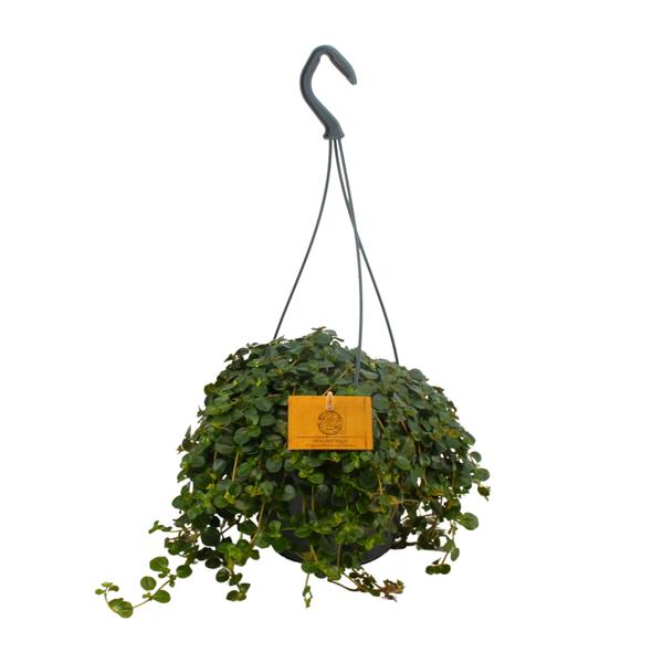 Pilea Depressa – Ø15cm – ↕25cm