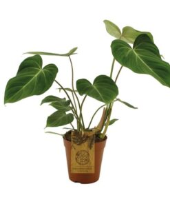 Philodendron Gloriosum – Ø15cm – ↕40cm