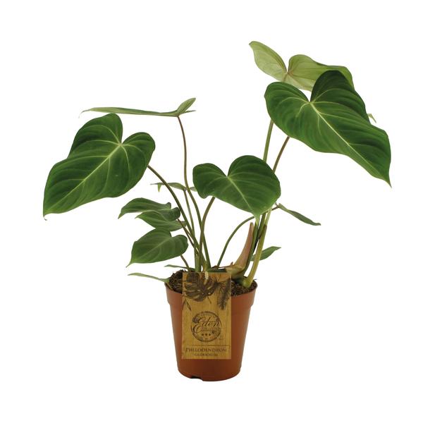 Philodendron Gloriosum – Ø15cm – ↕40cm