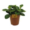 Peperomia Red Canyon – Ø15cm – ↕25cm