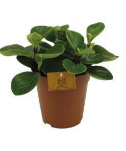 Peperomia Red Canyon – Ø15cm – ↕25cm