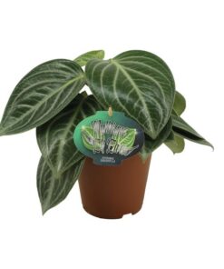 Peperomia Sarcophylla – Ø15cm – ↕25cm