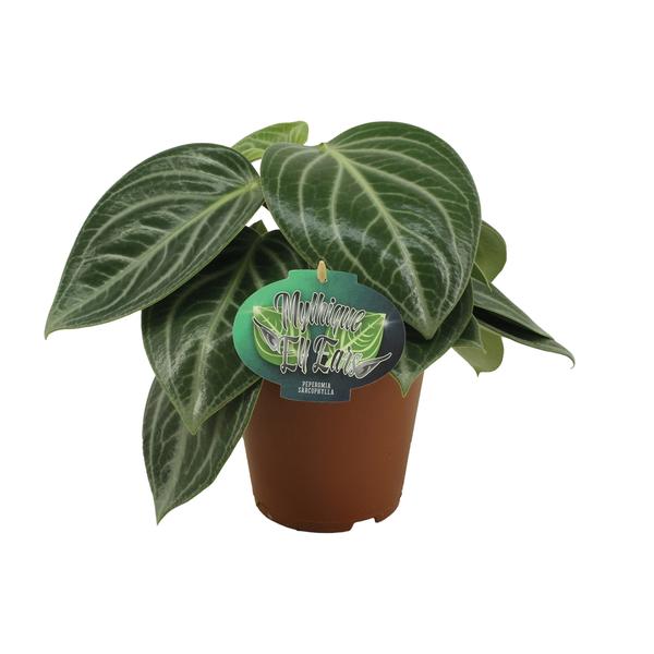 Peperomia Sarcophylla – Ø15cm – ↕25cm