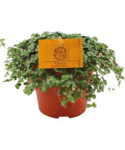 Pilea Glauca – Ø12cm – ↕20cm