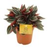 Peperomia Santorini – Ø12cm – ↕20cm