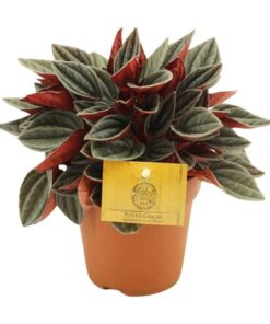 Peperomia Santorini – Ø12cm – ↕20cm