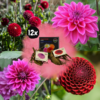 Flowerbulbs Amsterdam – Mix Gerard’s Darlings, 6 Dahlia Natal & 6 Dahlia Blue Bell Knollen für 2 m²