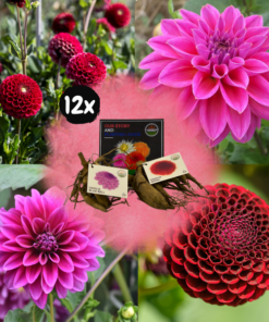 Flowerbulbs Amsterdam – Mix Gerard’s Darlings, 6 Dahlia Natal & 6 Dahlia Blue Bell Knollen für 2 m²