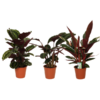 Calathea Symphony – 3 Stücke – Ø19 cm – ↕70-80 cm