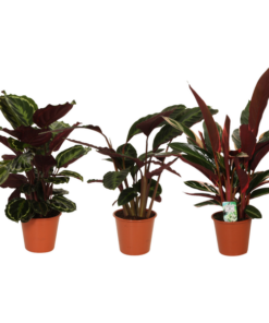 Calathea Symphony – 3 Stücke – Ø19 cm – ↕70-80 cm