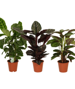 Calatheas Pracht – 3 Stücke – Ø19 cm – ↕75-80 cm