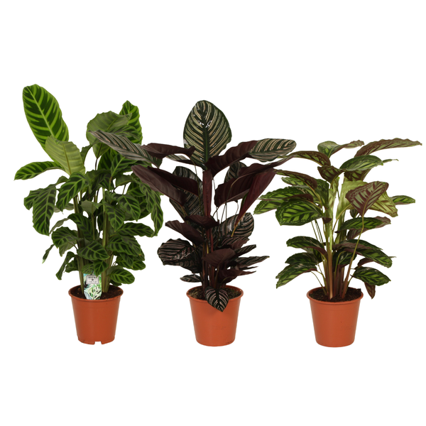 Calatheas Pracht – 3 Stücke – Ø19 cm – ↕75-80 cm