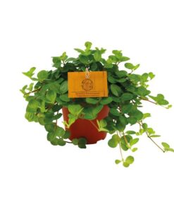 Peperomia Rotundifolia – Ø12cm – ↕20cm