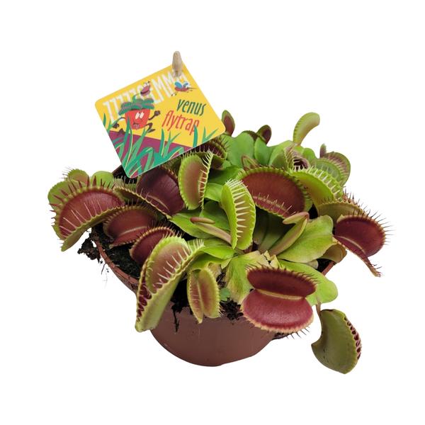 Dionaea Muscipula – Ø12cm – ↕12cm