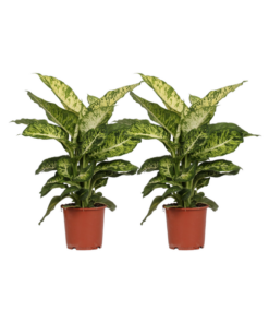 Dieffenbachia Mars – 2 Stücke – Ø17cm – ↕50cm