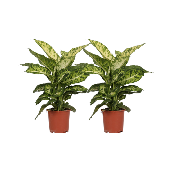 Dieffenbachia Mars – 2 Stücke – Ø17cm – ↕50cm