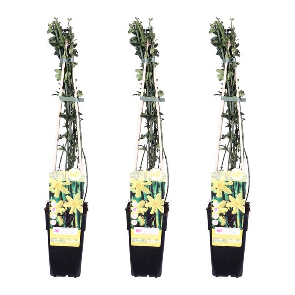 3x – Jasminum nudiflorum – ↨65cm – Ø15