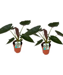 Alocasia Wentii – 2 Stücke – Ø 19 cm – ↕85 cm