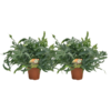 Phlebodium Blue Star – 2 Stücke – Ø17cm – Ø60cm