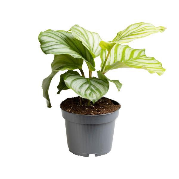 Calathea Orbifolia – Ø12cm – ↕25cm