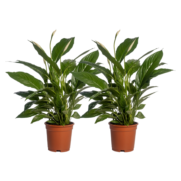 Spathiphyllum Vivaldi – 2 Stücke – Ø17cm – ↕70cm