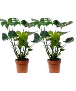 Monstera Deliciosa – 2 Stücke – Ø17cm – ↕55cm