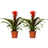 Guzmania Hope – 2 Stücke – Ø12cm – ↕40cm