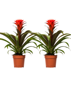 Guzmania Hope – 2 Stücke – Ø12cm – ↕40cm