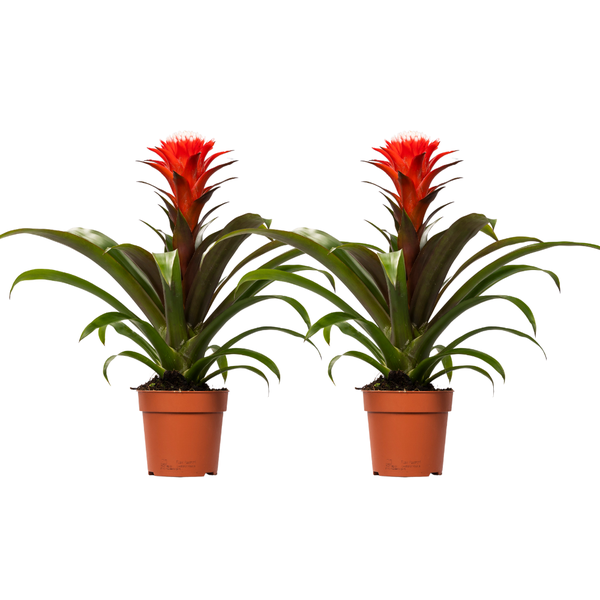 Guzmania Hope – 2 Stücke – Ø12cm – ↕40cm