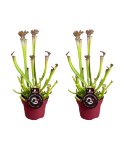 Sarracenia Farnhamii – 2 Stücke – Ø12cm – ↕40cm