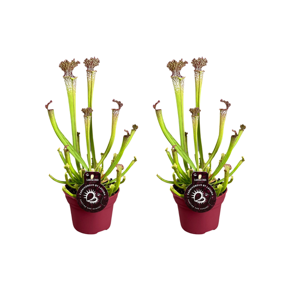 Sarracenia Farnhamii – 2 Stücke – Ø12cm – ↕40cm