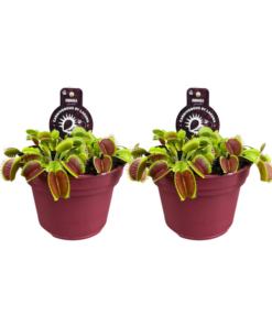 Dionaea Muscipula – 2 Stücke – Ø12cm – ↕12cm