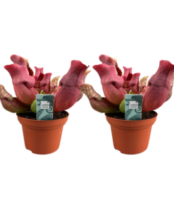 Sarracenia Maroon – 2 Stücke – Ø12cm – ↕23cm