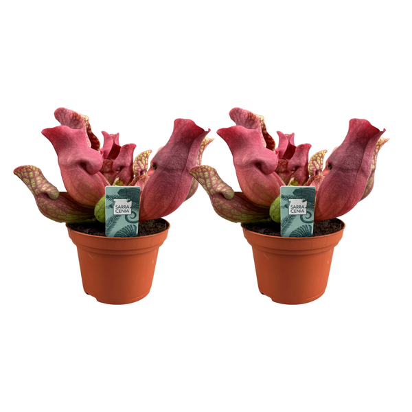 Sarracenia Maroon – 2 Stücke – Ø12cm – ↕23cm