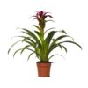 Guzmania Nextara – Ø12 ↕50