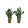 Sansevieria Futura Superba – 2 Stücke – Ø14cm – ↕45cm