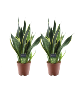 Sansevieria Futura Superba – 2 Stücke – Ø14cm – ↕45cm