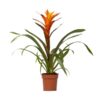 Guzmania Variada – Ø12 ↕50