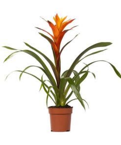 Guzmania Variada – Ø12 ↕50