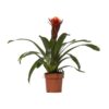 Guzmania Happiness – Ø12 ↕45