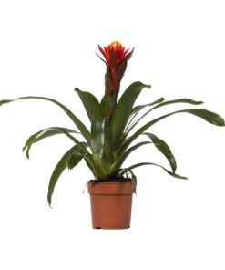 Guzmania Happiness – Ø12 ↕45